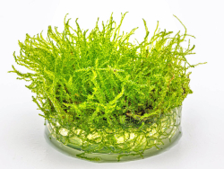 Javamoos - Taxiphyllum barbieri in vitro